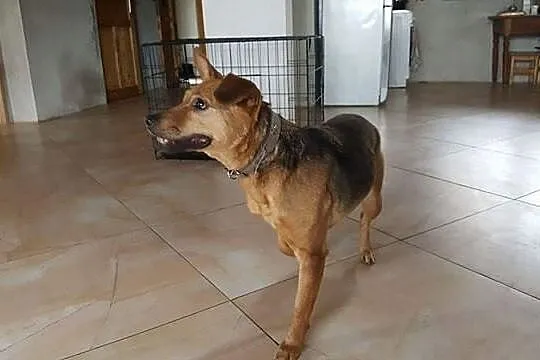 Suzi, młoda sunia do rany przyłóż, niekonfliktowa 