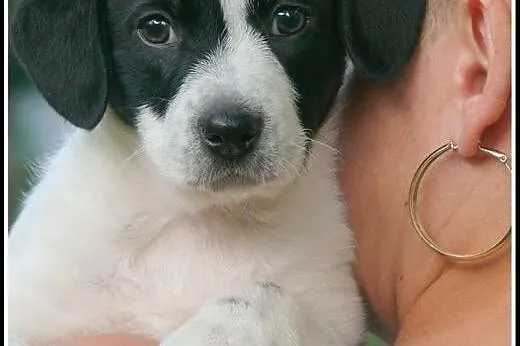 8 tyg. Tofik do pokochania od zaraz :),  mazowieck