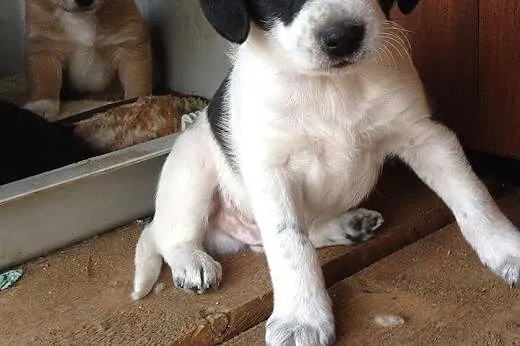 8 tyg. Tofik do pokochania od zaraz :),  mazowieck