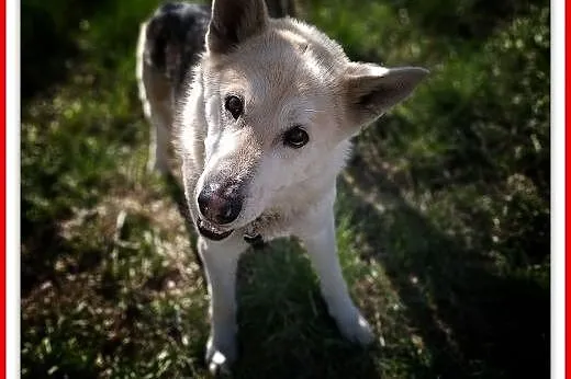 25kg,duży,łagodny piesek,szczepiony do domu z ogrodem, ŁAJEK.Adopcja,  małopolskie Kraków, Małopolskie, Kraków