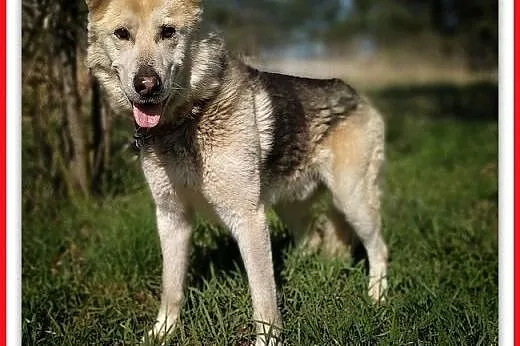 25kg,duży,łagodny piesek,szczepiony do domu z ogrodem, ŁAJEK.Adopcja,  małopolskie Kraków, Małopolskie, Kraków