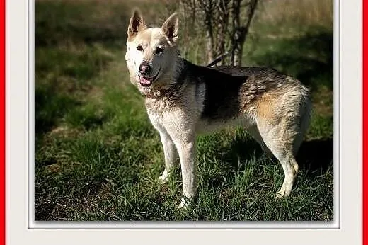 25kg,duży,łagodny piesek,szczepiony do domu z ogrodem, ŁAJEK.Adopcja,  małopolskie Kraków, Małopolskie, Kraków