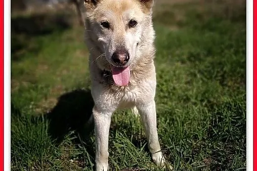 25kg,duży,łagodny piesek,szczepiony do domu z ogrodem, ŁAJEK.Adopcja,  małopolskie Kraków, Małopolskie, Kraków