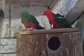 Papugi królewskie para lęgowa, Modzurów