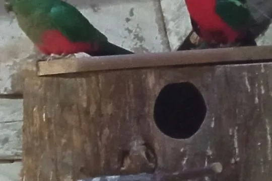 Papugi królewskie para lęgowa, Modzurów