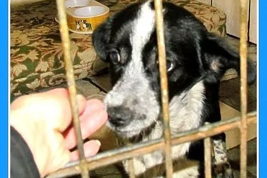 DRAMAT!Mała,kilkumiesięczna suczka SISI, po wypadk