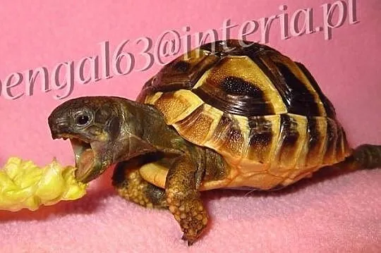 Żółw grecki, żółwik, żółwie, żółwiki greckie lądowe Testudo Hermani, Mazowieckie, Warszawa