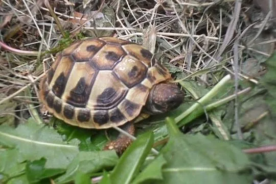 Żółw grecki, żółwik, żółwie, żółwiki greckie lądowe Testudo Hermani, Mazowieckie, Warszawa