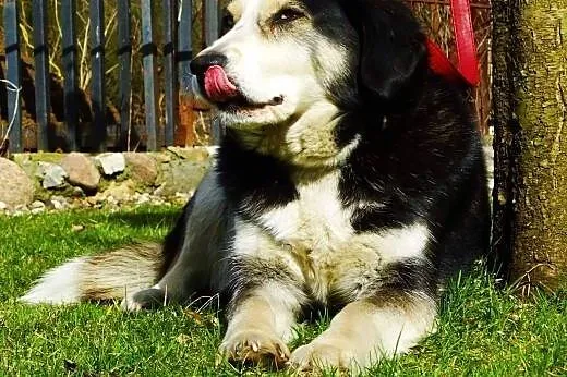 Ok.5letni uroczy Pirat o niezwykłych oczach-szuka 