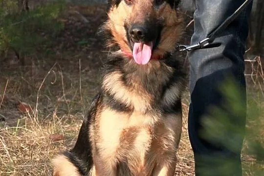 Przyjazny, grzeczny i młody! Feluś, prawie owczarek do adopcji!