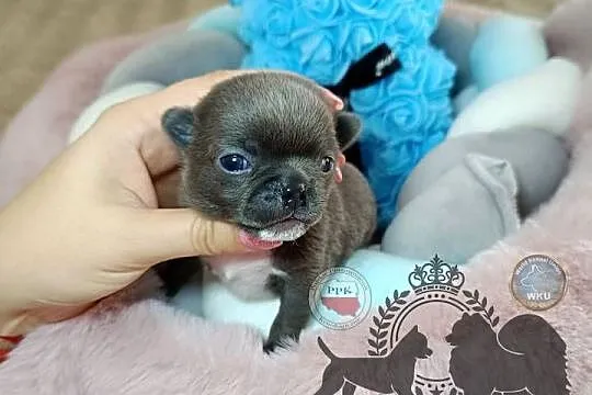 Chihuahua piesek niebieski blue krótkowłosy piękny badania rodowód