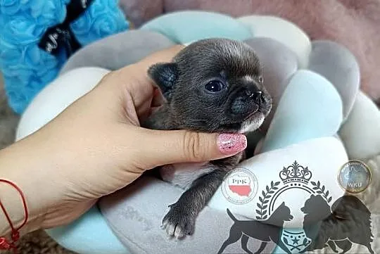 Chihuahua piesek niebieski blue krótkowłosy piękny badania rodowód, Mazowieckie, Warszawa