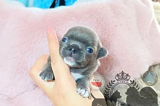 Chihuahua piesek niebieski blue krótkowłosy piękny badania rodowód, Mazowieckie, Warszawa