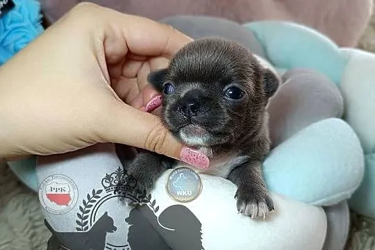 Chihuahua piesek niebieski blue krótkowłosy piękny badania rodowód, Mazowieckie, Warszawa