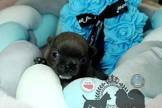 Chihuahua piesek niebieski blue krótkowłosy piękny badania rodowód, Mazowieckie, Warszawa