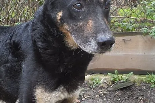 ONYX - szuka swojego człowieka, małopolskie Nowy Sącz