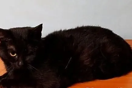 Bambo – duży kot w małym ciele szuka domu na zawsze