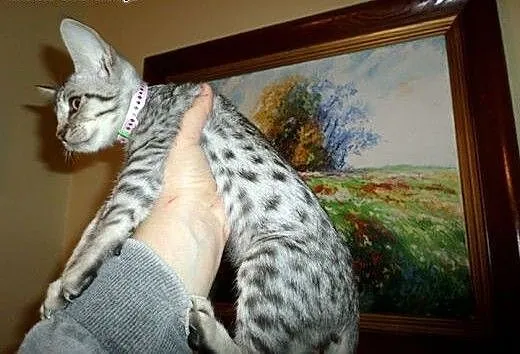 Rasowy kot, Ocicat, (FPL), mazowieckie Warszawa