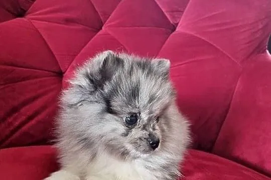 Szpic miniaturowy piesek, Wielkopolskie, Wieruszew