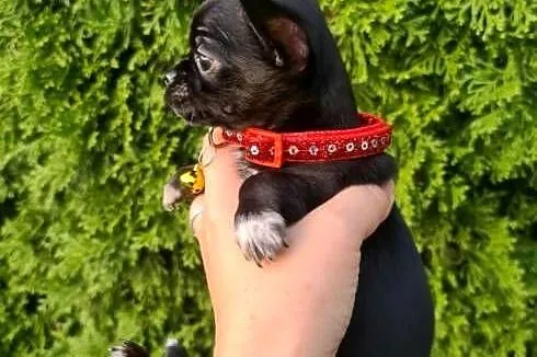Chihuahua malutka czarna suczka, Śląskie, Częstochowa