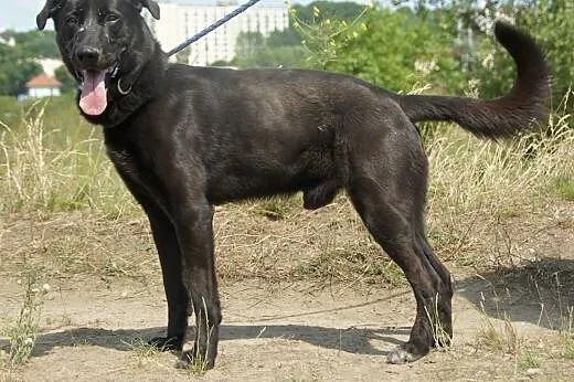 Kado :) pies, adopcja,  lubuskie Gorzów Wielkopols