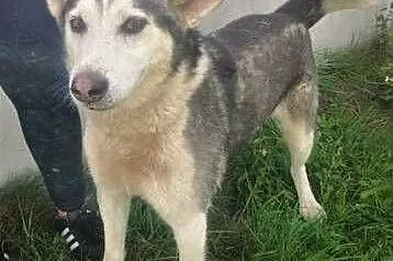 WILSON - piękny psiak w typie husky szuka domu,  m, Warszawa