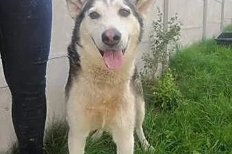 WILSON - piękny psiak w typie husky szuka domu,  m, Warszawa