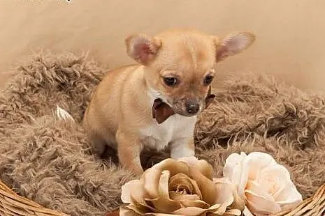 Chihuahua o imieniu Komar,  rodowód ZKwP/FCI, male