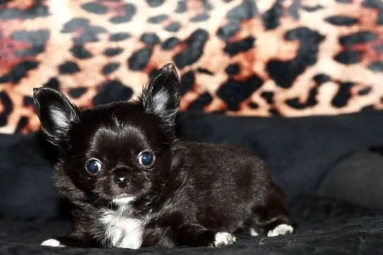 Chihuahua długowłosy chłopiec ZKwP FCI z prawdziwym rodowodem!