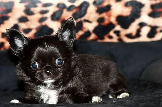 Chihuahua długowłosy chłopiec ZKwP FCI z prawdziwym rodowodem!, Zachodniopomorskie, Świnoujście