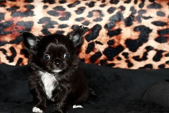 Chihuahua długowłosy chłopiec ZKwP FCI z prawdziwym rodowodem!, Zachodniopomorskie, Świnoujście