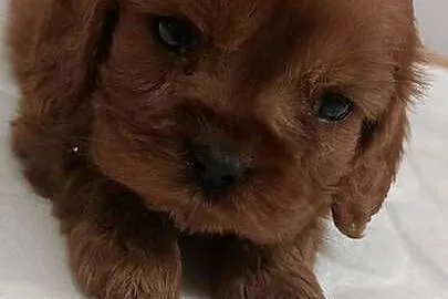 Cavalier king charles spaniel