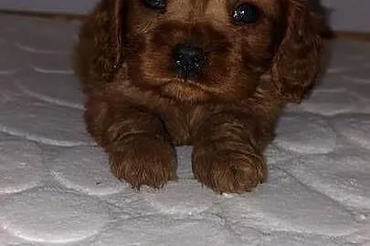 Cavalier king charles spaniel, Małopolskie, Łużna
