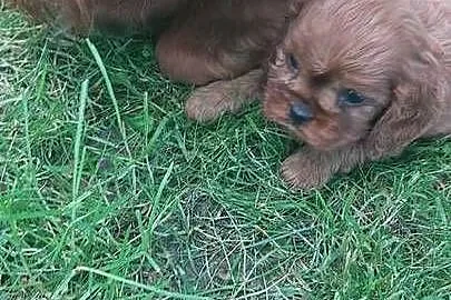 Cavalier king charles spaniel, Małopolskie, Łużna