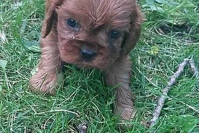 Cavalier king charles spaniel, Małopolskie, Łużna