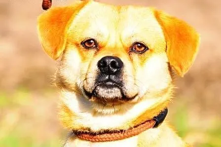 Fankuś kochany, niewielki, łagodny piesek ADOPCJA,