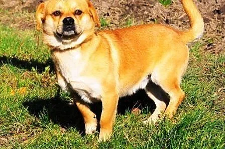 Fankuś kochany, niewielki, łagodny piesek ADOPCJA,