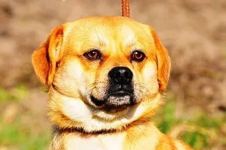 Fankuś kochany, niewielki, łagodny piesek ADOPCJA,