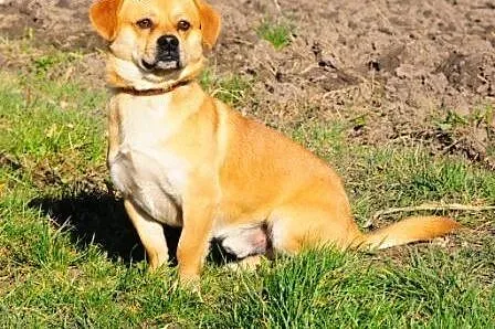 Fankuś kochany, niewielki, łagodny piesek ADOPCJA,