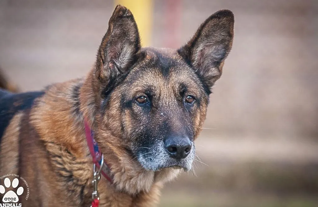 OTOZ Animals - Diego - dostojny senior w typie owczarka szuka domku!, Pomorskie, Tczew
