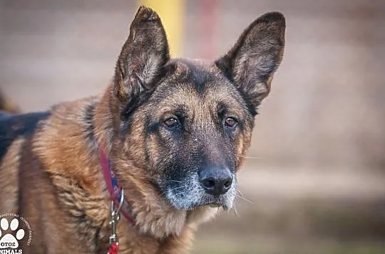 OTOZ Animals - Diego - dostojny senior w typie owczarka szuka domku!, Pomorskie, Tczew