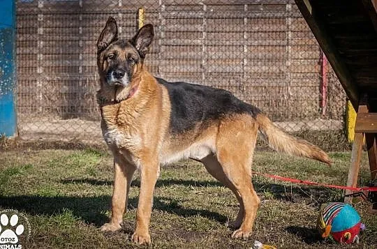 OTOZ Animals - Diego - dostojny senior w typie owczarka szuka domku!, Pomorskie, Tczew