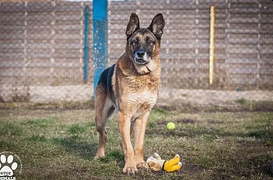 OTOZ Animals - Diego - dostojny senior w typie owczarka szuka domku!, Pomorskie, Tczew