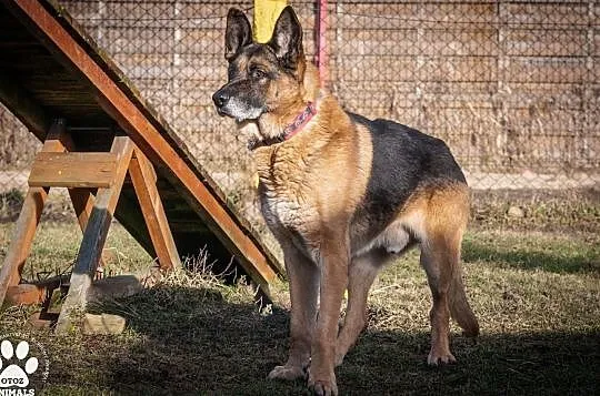 OTOZ Animals - Diego - dostojny senior w typie owczarka szuka domku!, Pomorskie, Tczew