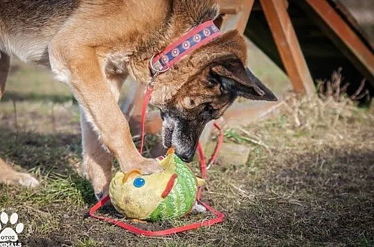 OTOZ Animals - Diego - dostojny senior w typie owczarka szuka domku!, Pomorskie, Tczew