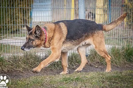 OTOZ Animals - Diego - dostojny senior w typie owczarka szuka domku!, Pomorskie, Tczew