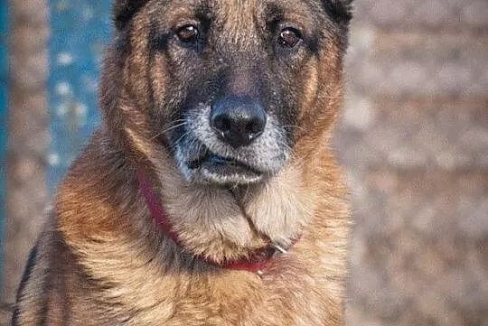 OTOZ Animals - Diego - dostojny senior w typie owczarka szuka domku!, Pomorskie, Tczew