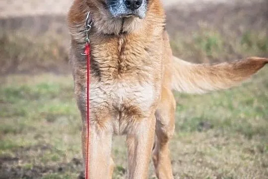 OTOZ Animals - Diego - dostojny senior w typie owczarka szuka domku!, Pomorskie, Tczew
