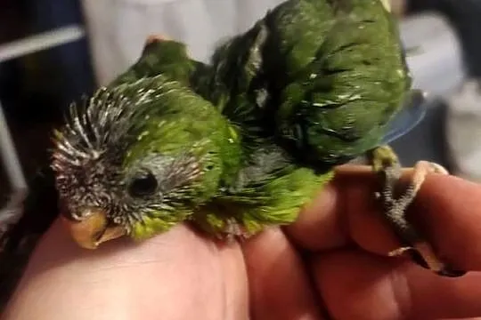 Ręcznie karmione papużki Modrolotki sprzedam, Łódzkie, Zgierz