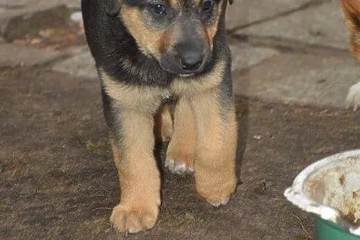 KOMU ?! KOMU ?! 3 MSC SZAMKA szuka DOMU!!!,  mazow
